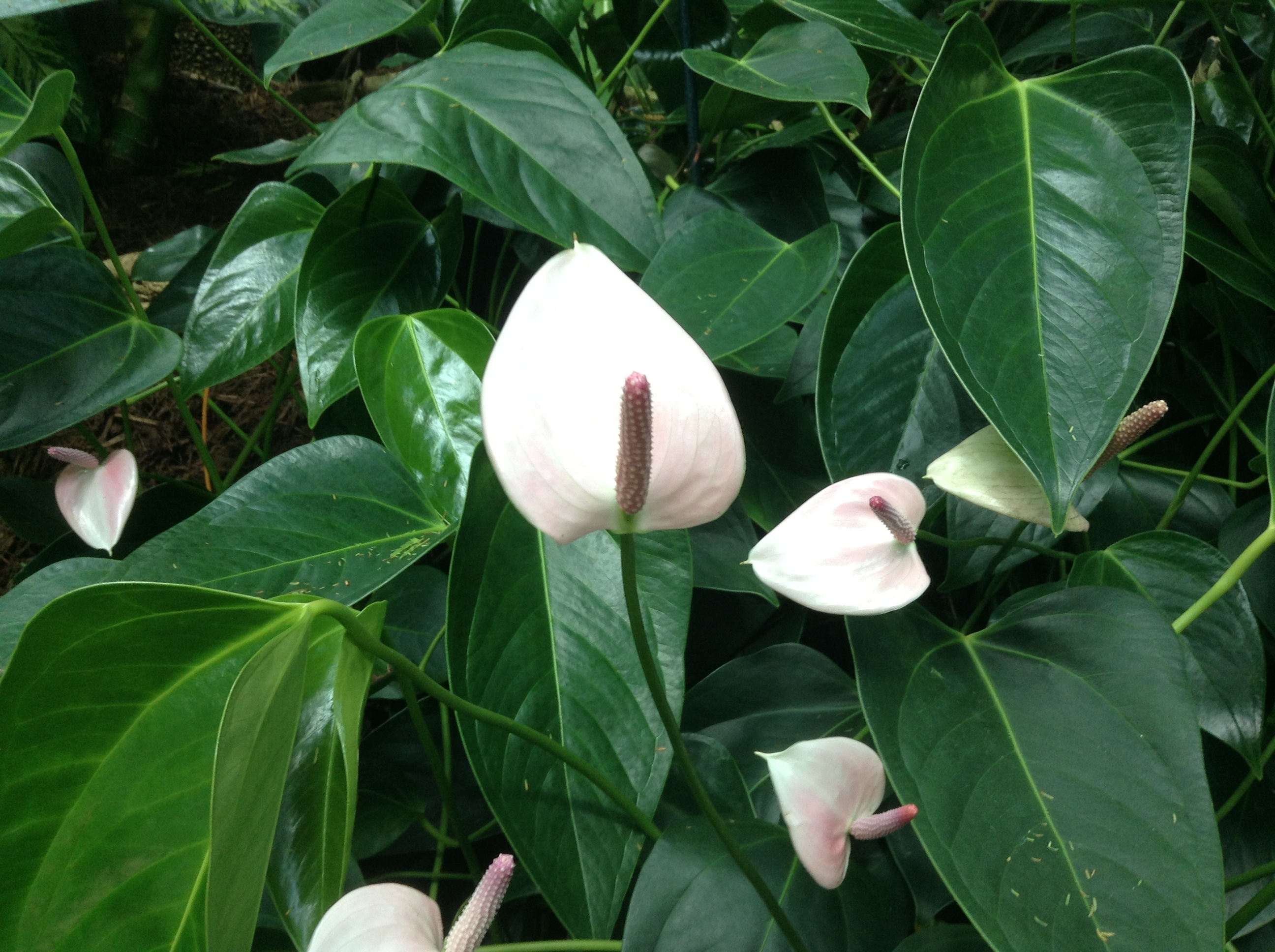 peace lillies